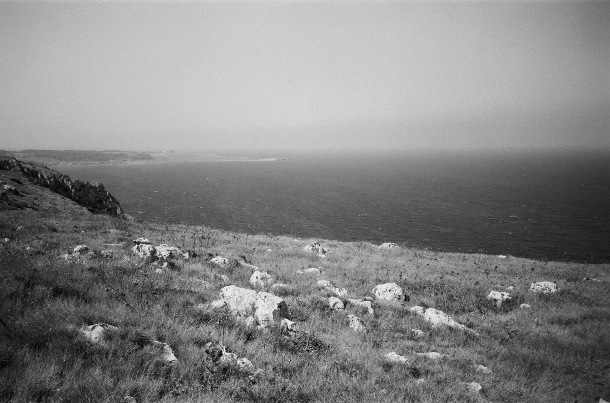 Sea \ trees photograph 1