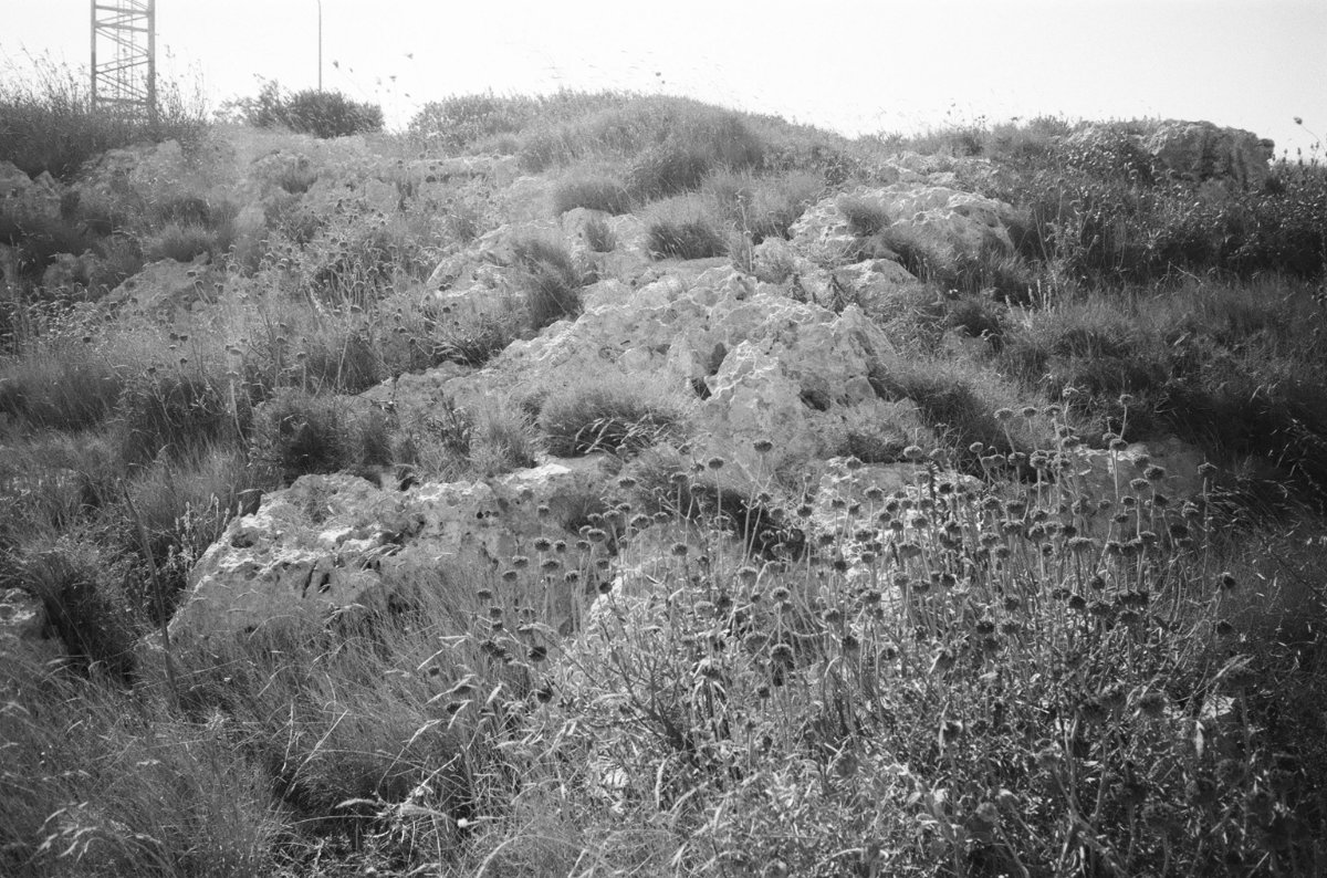 Sea \ trees photograph 2