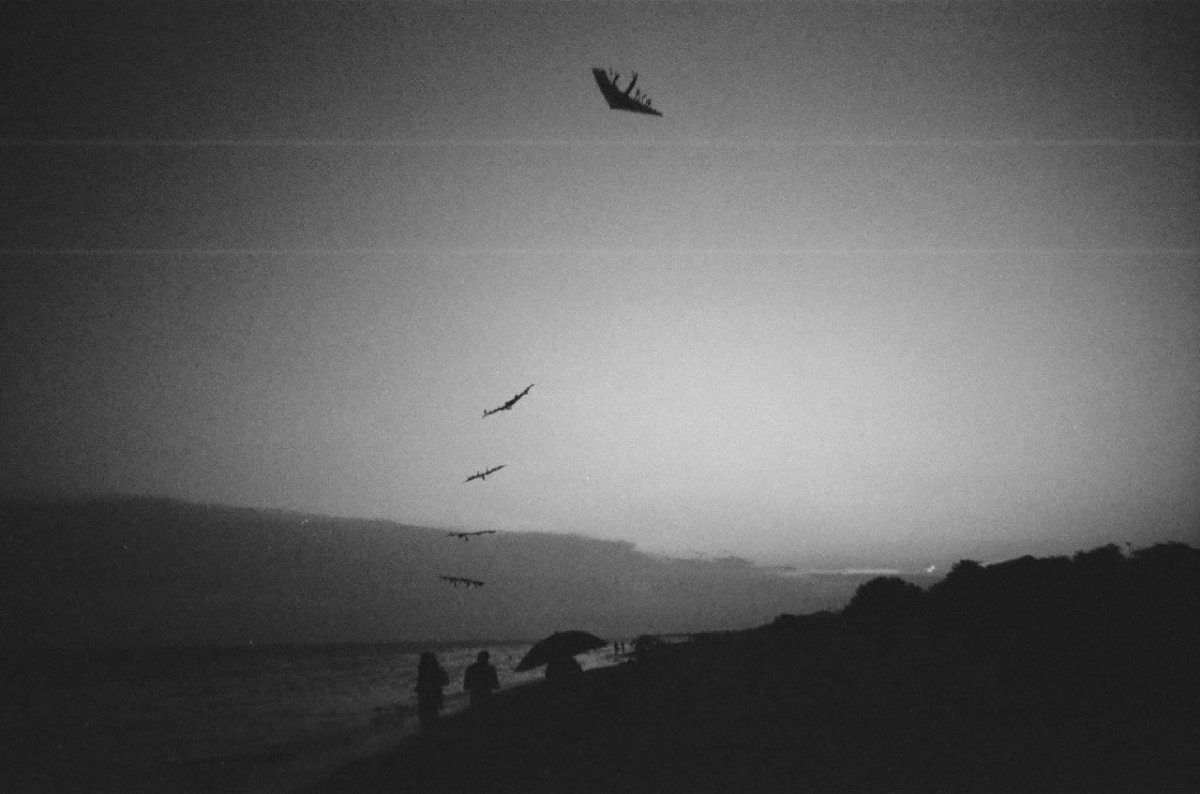 Sea \ trees photograph 5