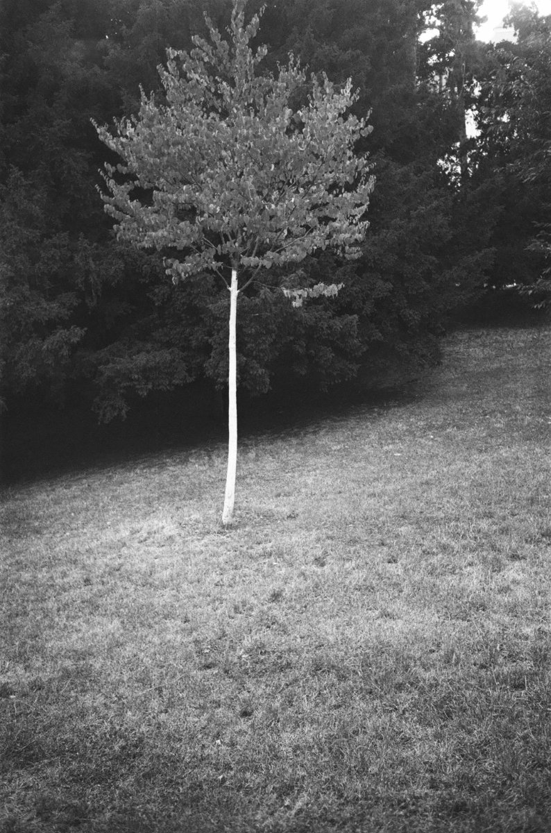 Sea \ trees photograph 8