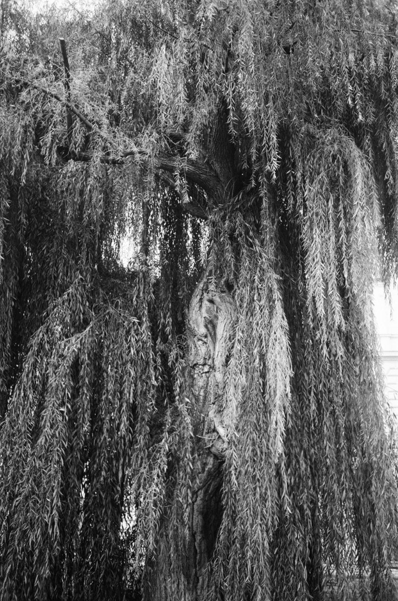 Sea \ trees photograph 9