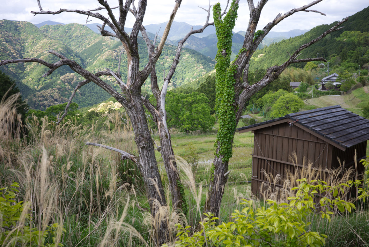 Kōreishya photograph 12