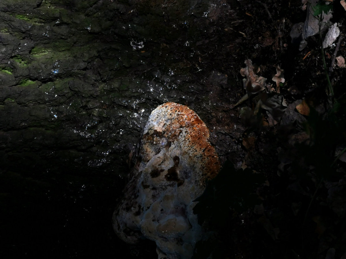 Pro futuro photograph 9