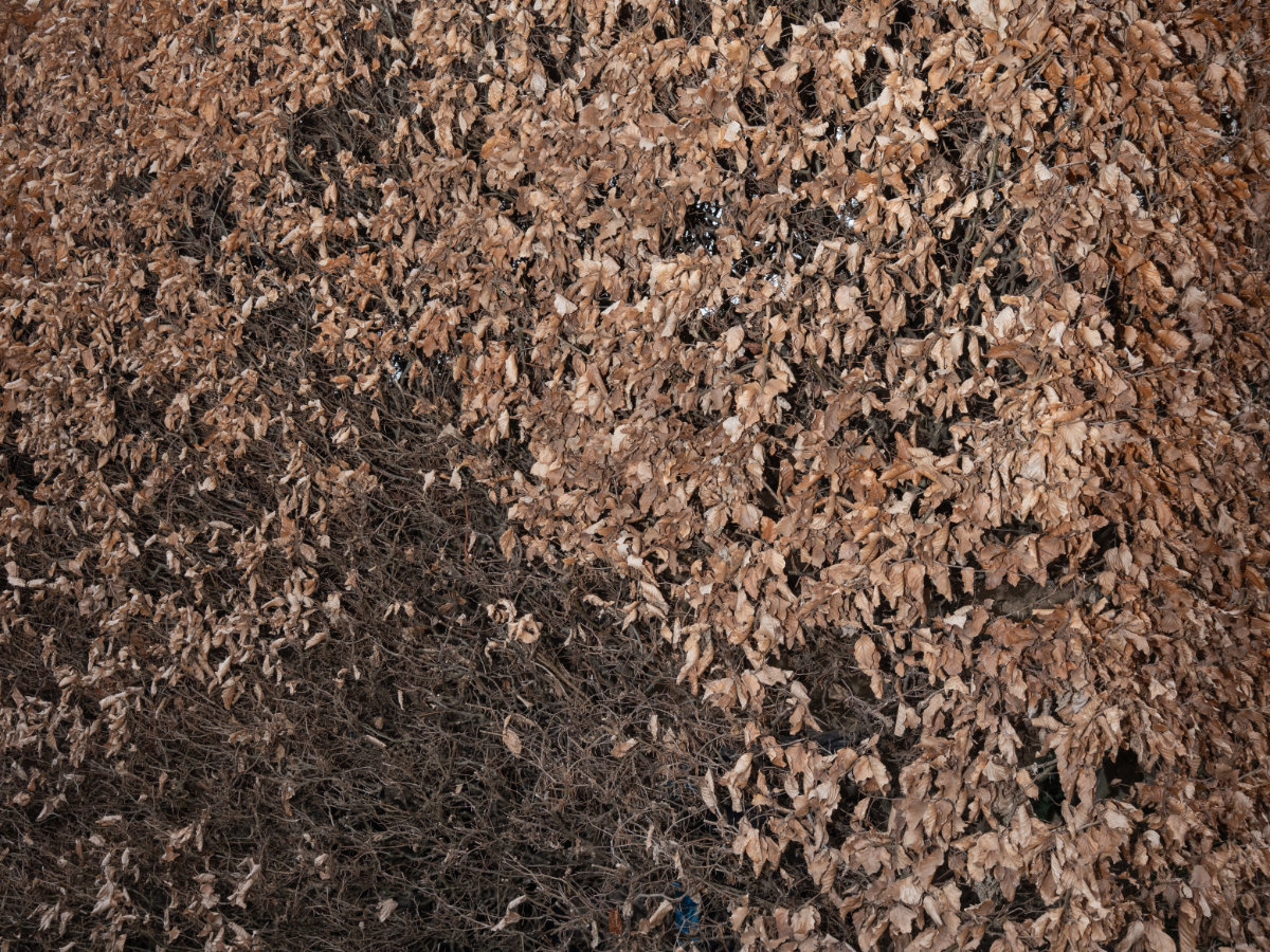 Jonáš Kohout photo