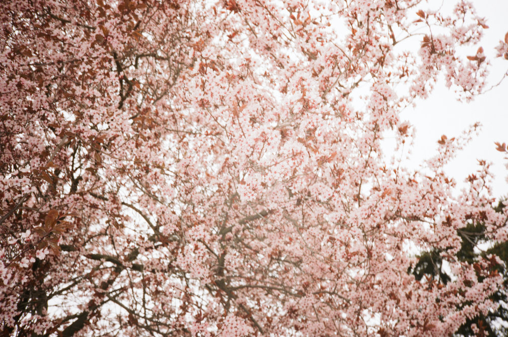 Samuel Galanský photo