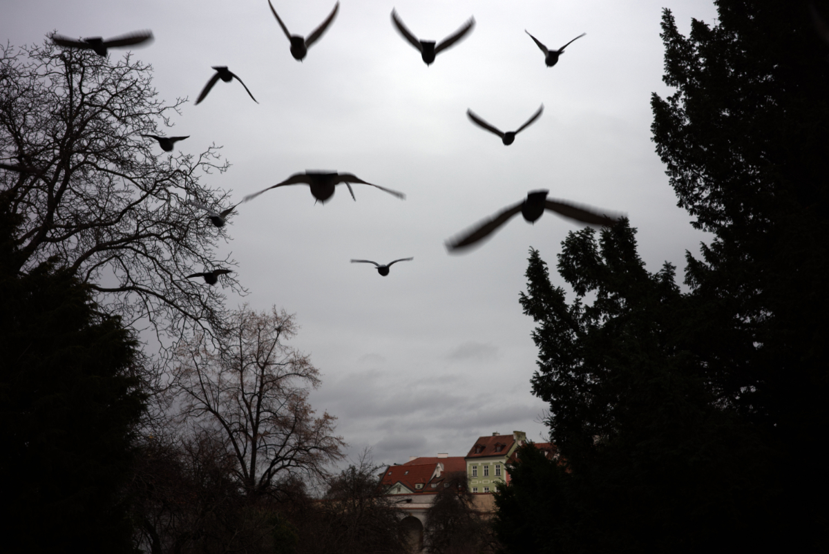 February photowalk - miresk