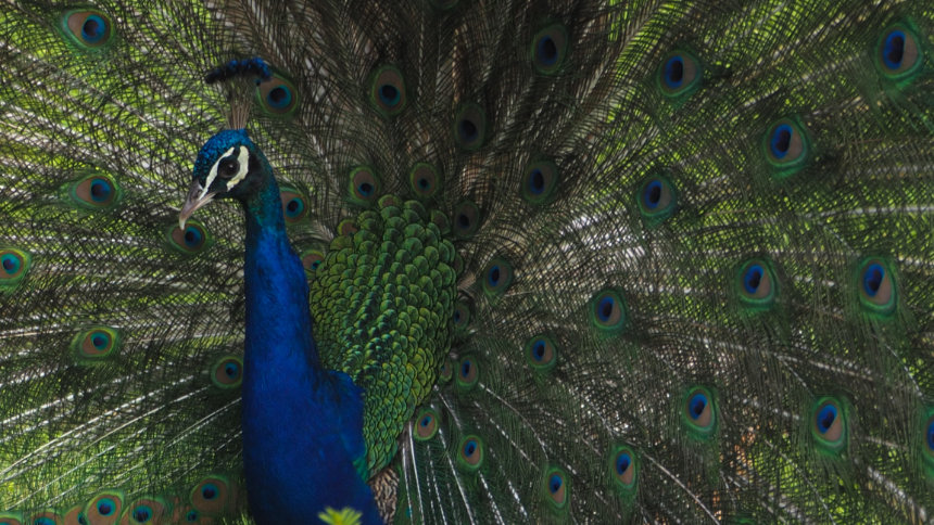 peacock by Insan peacock by Insan