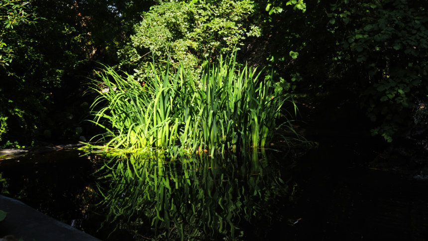 pond by Insan pond by Insan