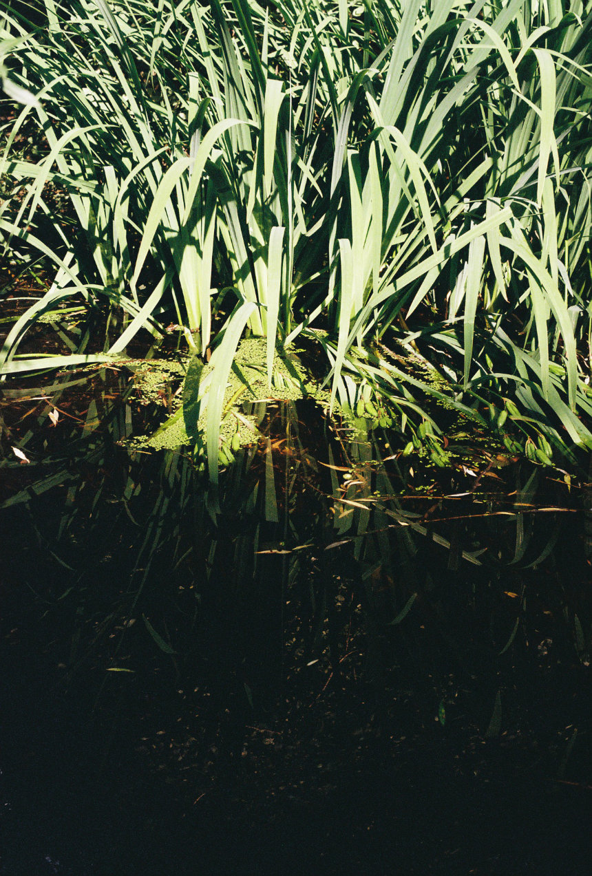 pond by Katherina pond by Katherina