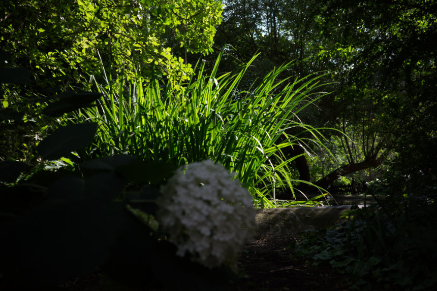 pond by Miro pond by Miro