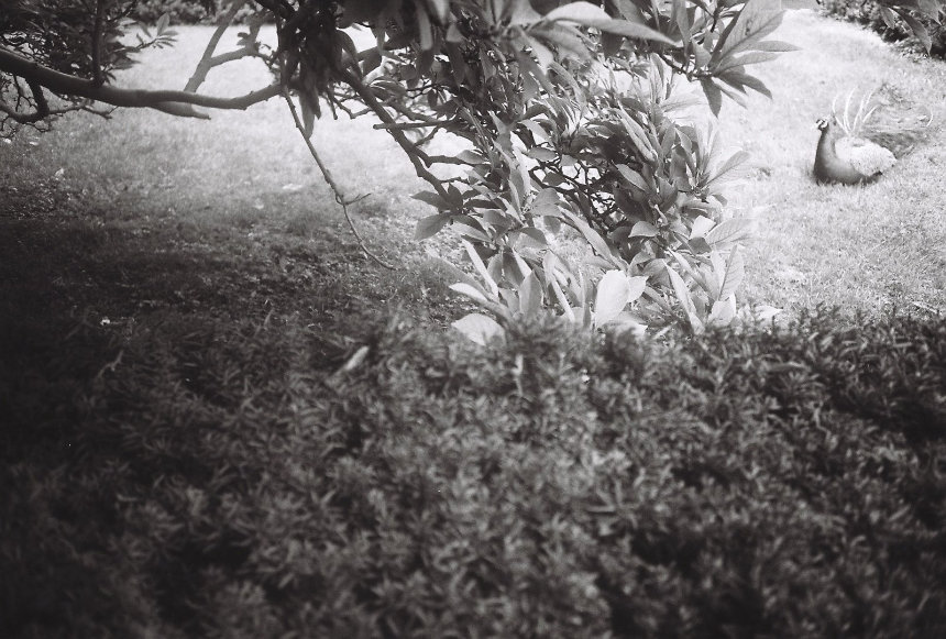 peacock by Juli peacock by Juli