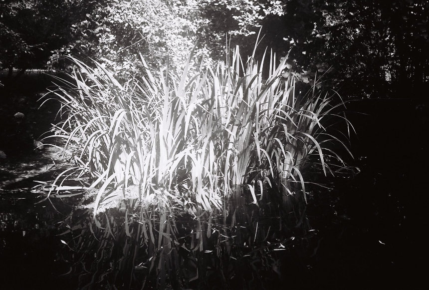 pond by Juli pond by Juli