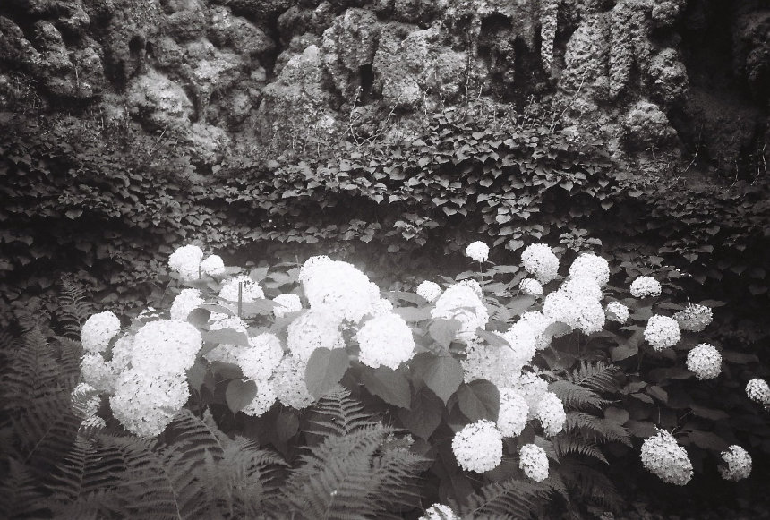 flowers by Juli flowers by Juli